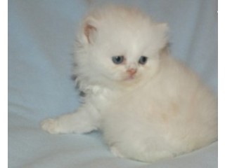 Sweet Beautiful Persian Kitten