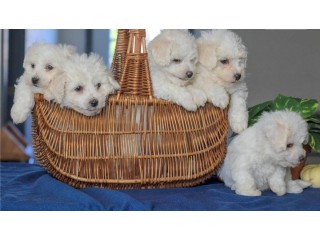 Bichon Frise Puppies For Sale