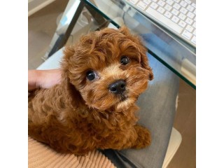 Two Adorable Cavapoo puppies to rehome