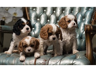 Best Home Trained Cavalier Puppies