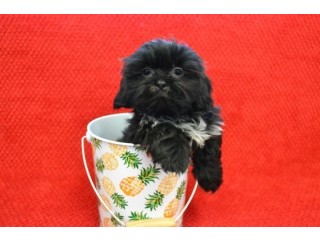 Shih Tzu puppies ready for their new home