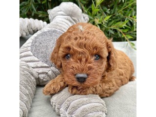 Cavoodle puppies for sale