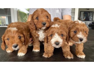 Cross Line Teacup Cavoodle Ready And Available