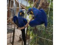 cute-male-and-female-hyacinth-macaw-parrots-for-sale-small-0