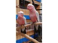friendly-super-tame-galah-cockatoo-parrots-small-0