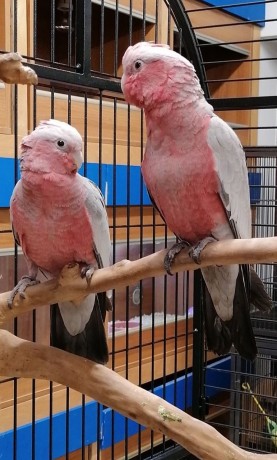 friendly-super-tame-galah-cockatoo-parrots-big-0