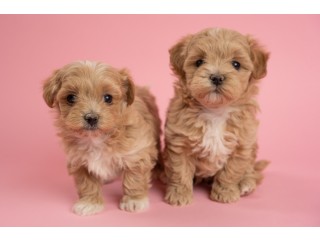 Healthy Maltipoo puppies for sale