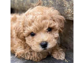 Cute and Lovely Male and female Maltipoo puppies for sale