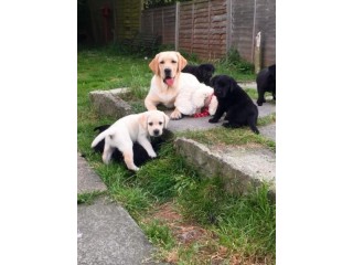 Labrador puppies For sale