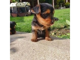 Teacup Yorkie Puppies for Sale