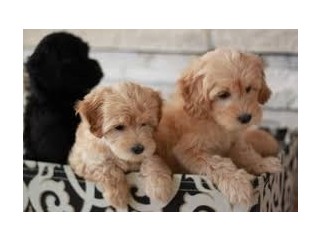 Accommodating Goldendoodle puppies ready