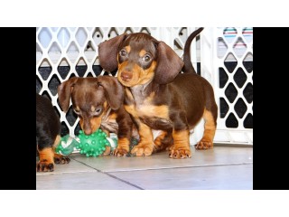Quality Dachshund Puppies For Adoption