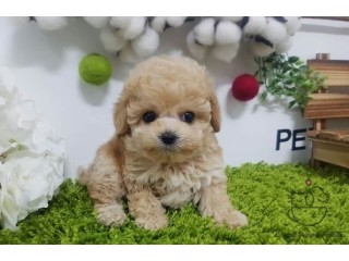 Loving Maltipoo puppies for new homes