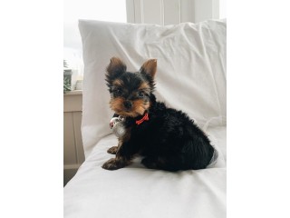 Cute Yorkshire Terrier for adoption.