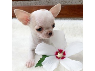 Chihuahua Puppies available for purchase