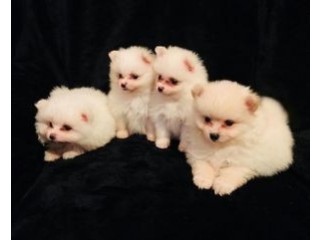 Pomeranian Puppies for sale.