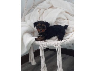 Available Yorkie puppies for adaption.