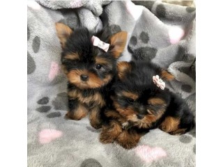 Teacup Yorkie Puppies ready .