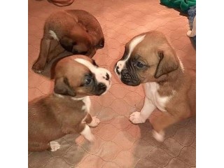 Boxer pups ready now