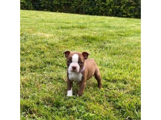 Boston terrier pups for sale