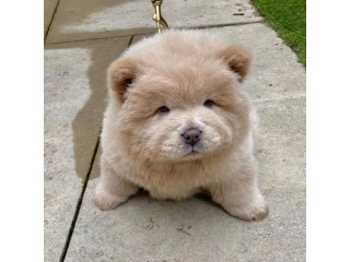Chow Chow puppies for Sale