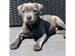 Stunning staff puppies for sale!