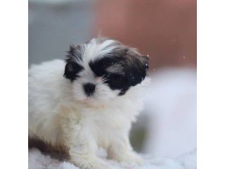 Gorgeous Shih Tzu's Puppies for sale