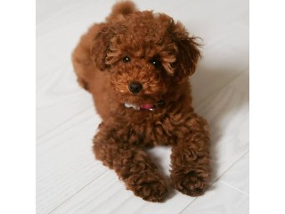 * Adorable Toy Poodle Puppies For Sale *