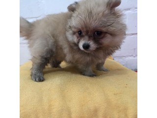 Pomeranian puppies for sale!
