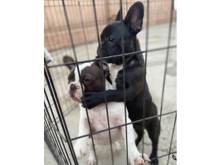 Cute French bulldog pups for adoption