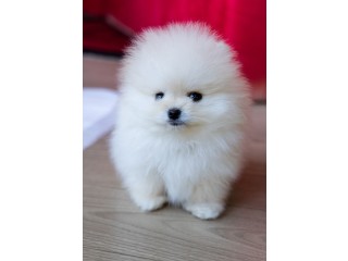 Exceptional tiny t-cup pomeranian puppies for sale