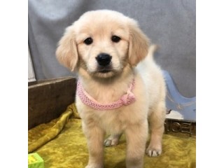 Labrador puppies for sale