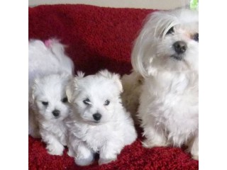 Adorable Teacup Maltese puppies for sale.