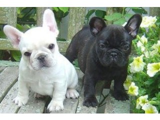Ginna French Bulldog Pupps