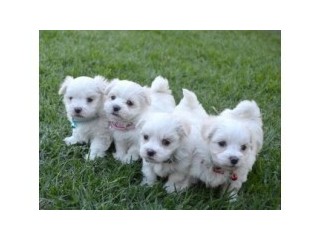 Two Teacup Maltese Puppies For Sale