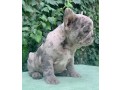 beautiful-french-bulldog-available-small-3