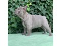 beautiful-french-bulldog-available-small-0