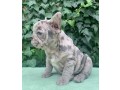 beautiful-french-bulldog-available-small-1