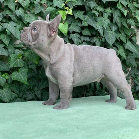 beautiful-french-bulldog-available-big-0