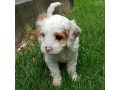 cavapoo-puppies-male-female-available-for-sweet-home-small-3