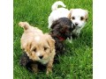 cavapoo-puppies-male-female-available-for-sweet-home-small-2