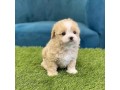 cavapoo-puppies-male-female-available-for-sweet-home-small-1