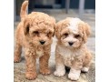 cavapoo-puppies-male-female-available-for-sweet-home-small-0
