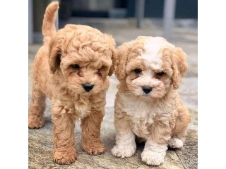 Cavapoo puppies male & female available for sweet home