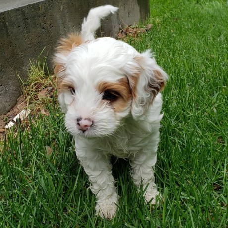 cavapoo-puppies-male-female-available-for-sweet-home-big-3