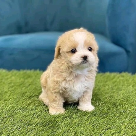 cavapoo-puppies-male-female-available-for-sweet-home-big-1