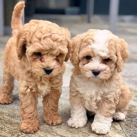 cavapoo-puppies-male-female-available-for-sweet-home-big-0