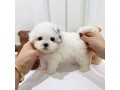 teacup-poodle-pups-male-and-female-ready-for-lovely-home-small-1