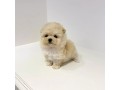teacup-poodle-pups-male-and-female-ready-for-lovely-home-small-3