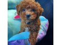 teacup-poodle-pups-male-and-female-ready-for-lovely-home-small-2